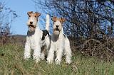 FOX TERRIER 403